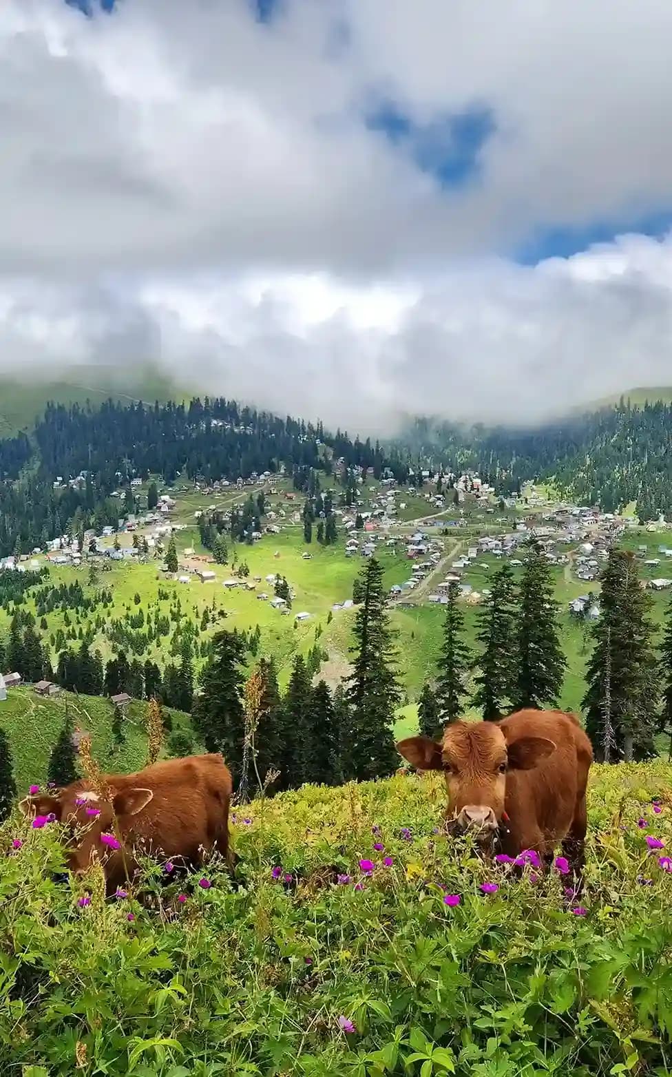 Bakhmaro, Mount Hadrekali